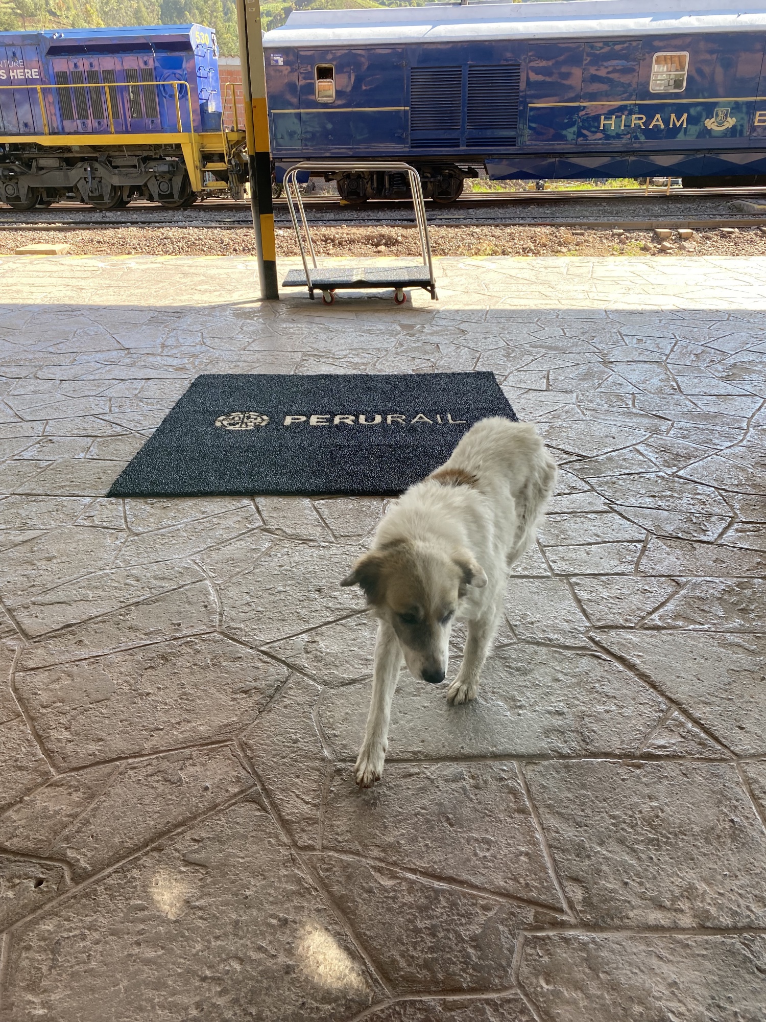 The train is named after Hiram Bingham, the American who rediscovered the abandoned Machu Picchu in 1911 - Hello Doggo!