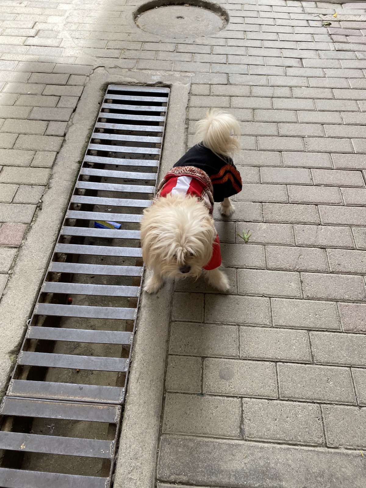 In Aguas Calientes, another name for the town of Machu Picchu, we saw this doggo dressed in Peruvian colors