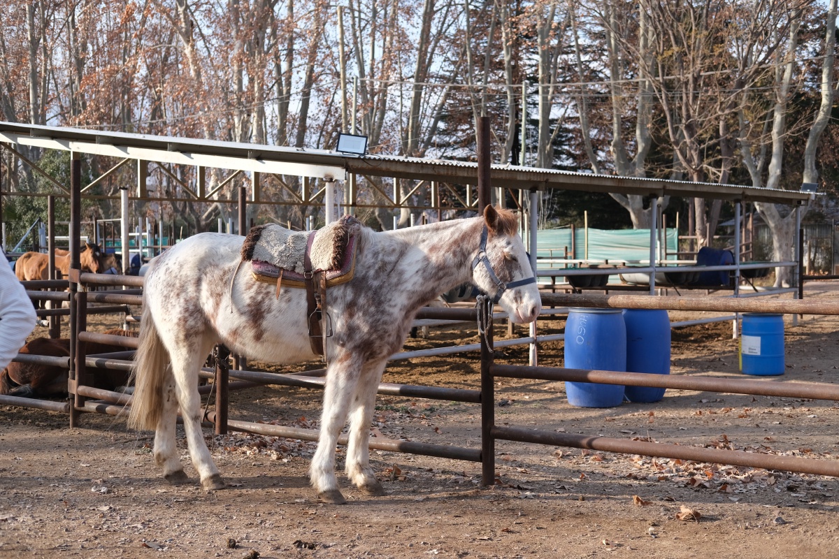 Alex's horse was white and fluffy...