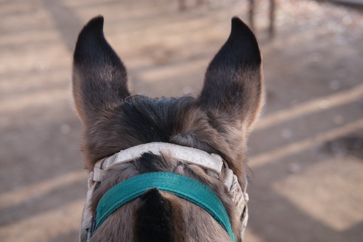 My horse's name is Eva, and she had soft hair and the cutest ears!