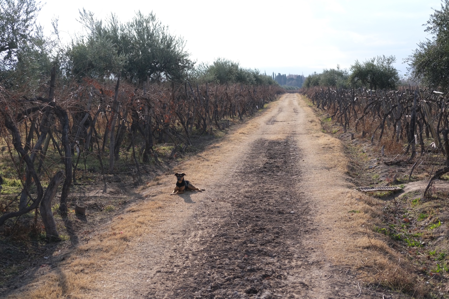 It's winter now in Argentina hence the already pruned Malbec vines... Perro on watch...