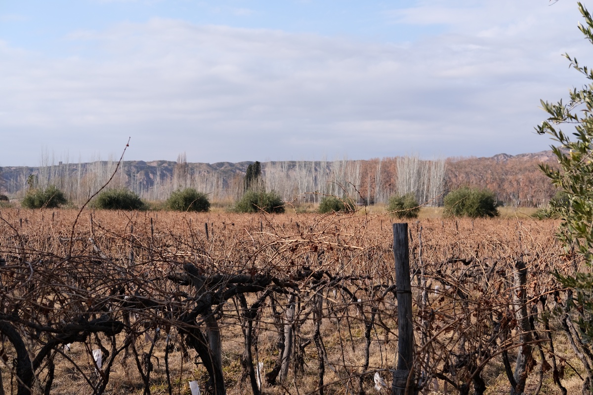 They have to prune the Malbecs so that it grows again come spring, and those green trees are Olive trees!