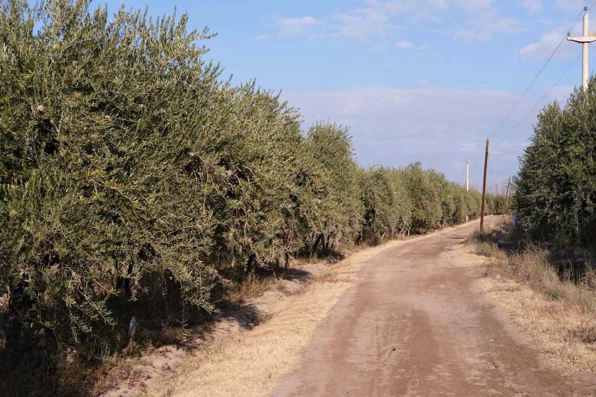 Olive trees line the vineyards, and they harvest the olives as is or for oils