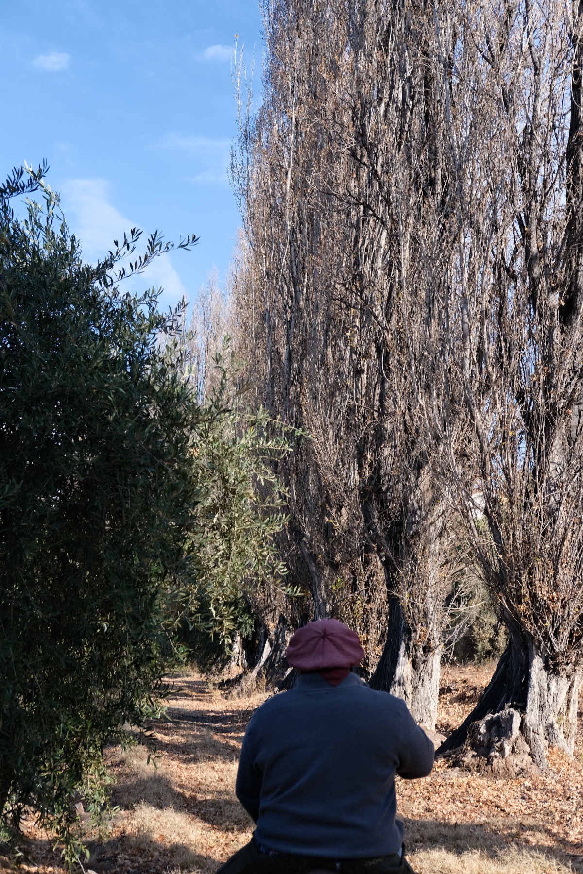 This is Cesar who runs the rancho, on the left an Olive tree and on the right are Poplar trees
