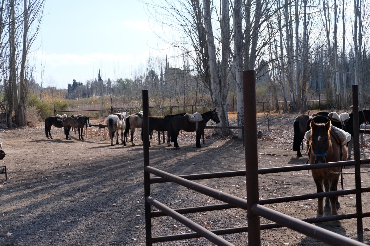 Back at the stables... I have more photos from my phone but maybe I'll just post those on Instagram...