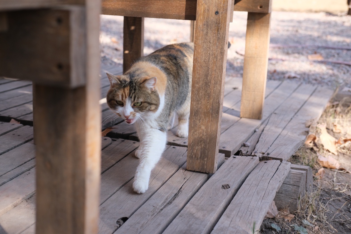 A fluffy cat also runs the ranch