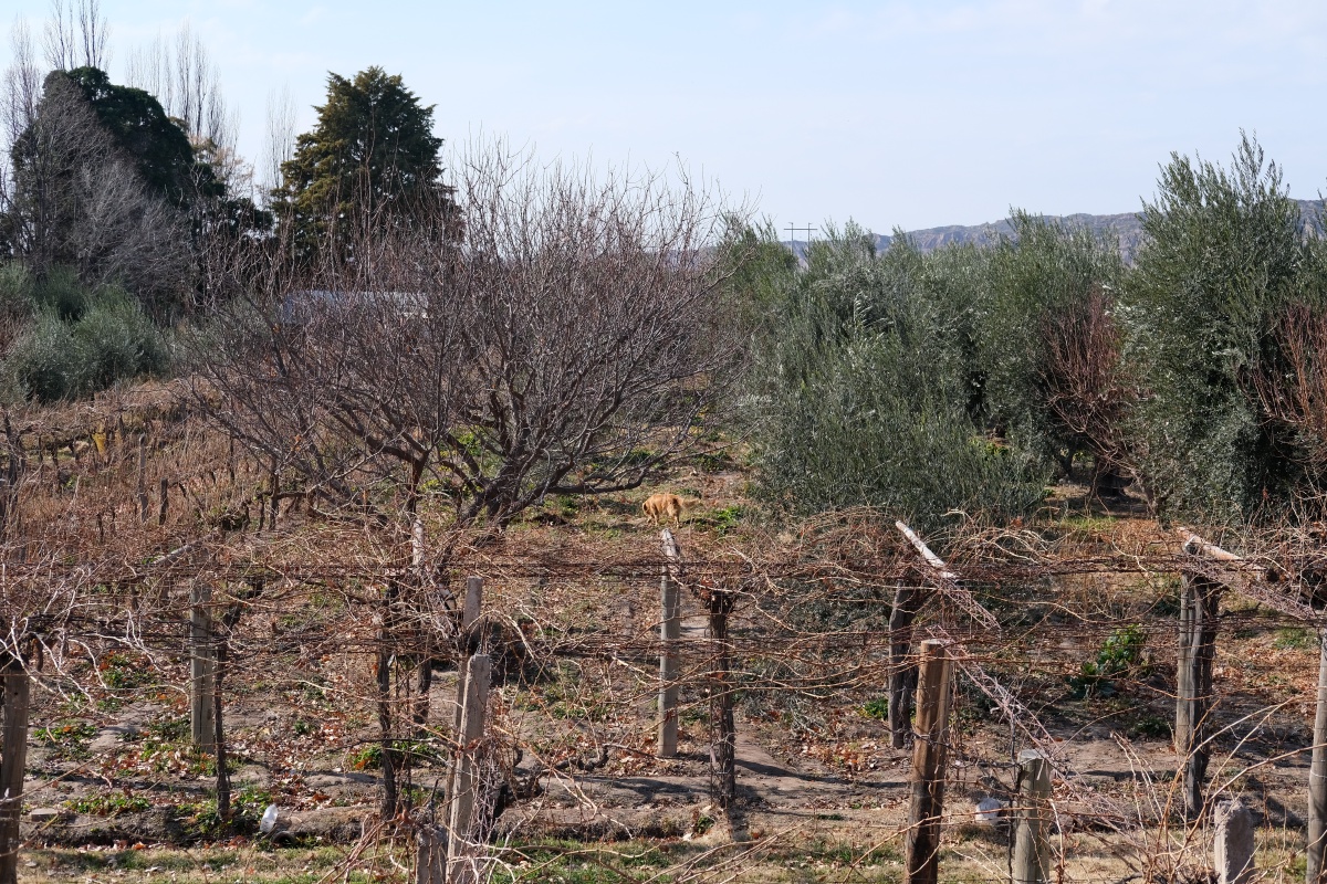 Do you see the golden making his rounds in the vineyard?