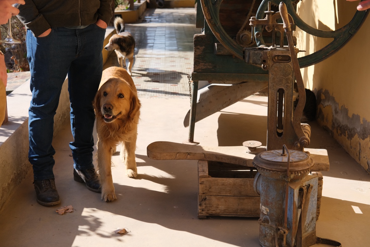 The cutest employees of the vineyard 