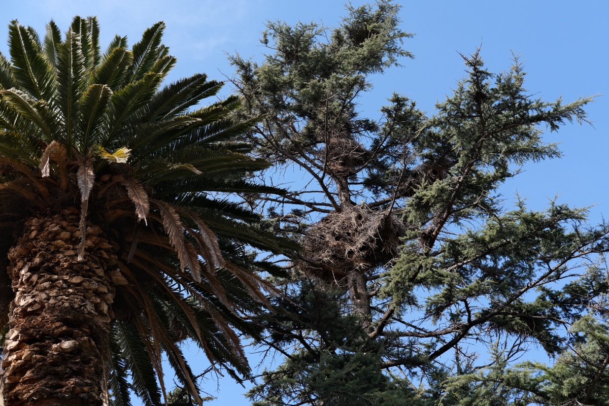 We went to a boutique Club Tapiz Hotel and Resto (I like how it's all boutique places we're going to in this tour). Do you see the parakeet?