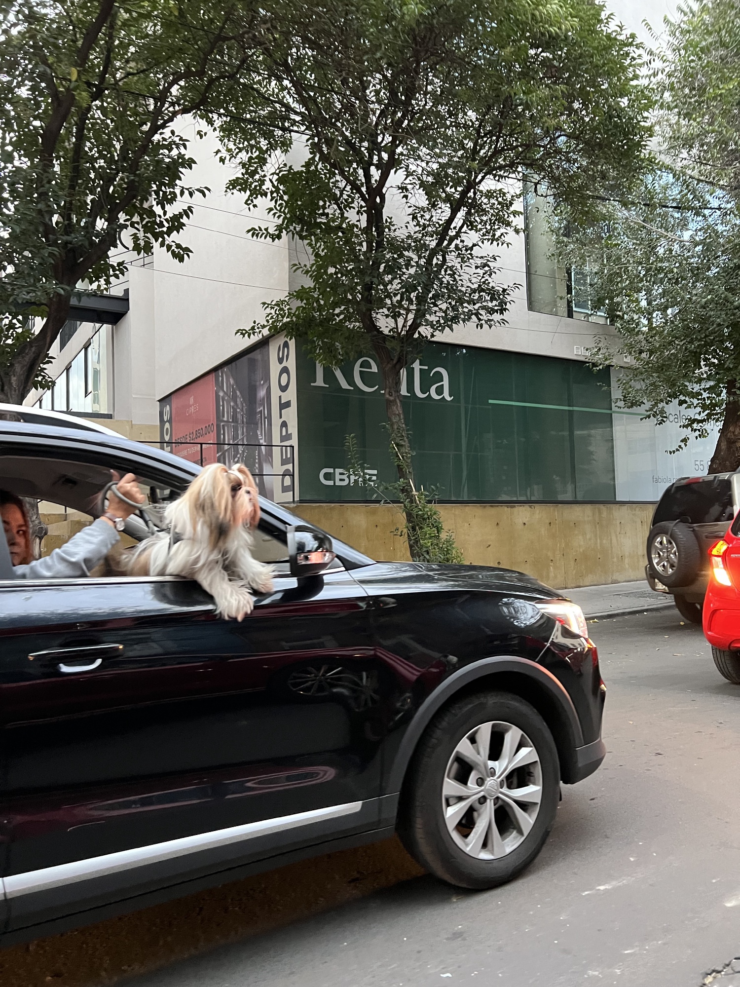 Mexico City loves their dogs!