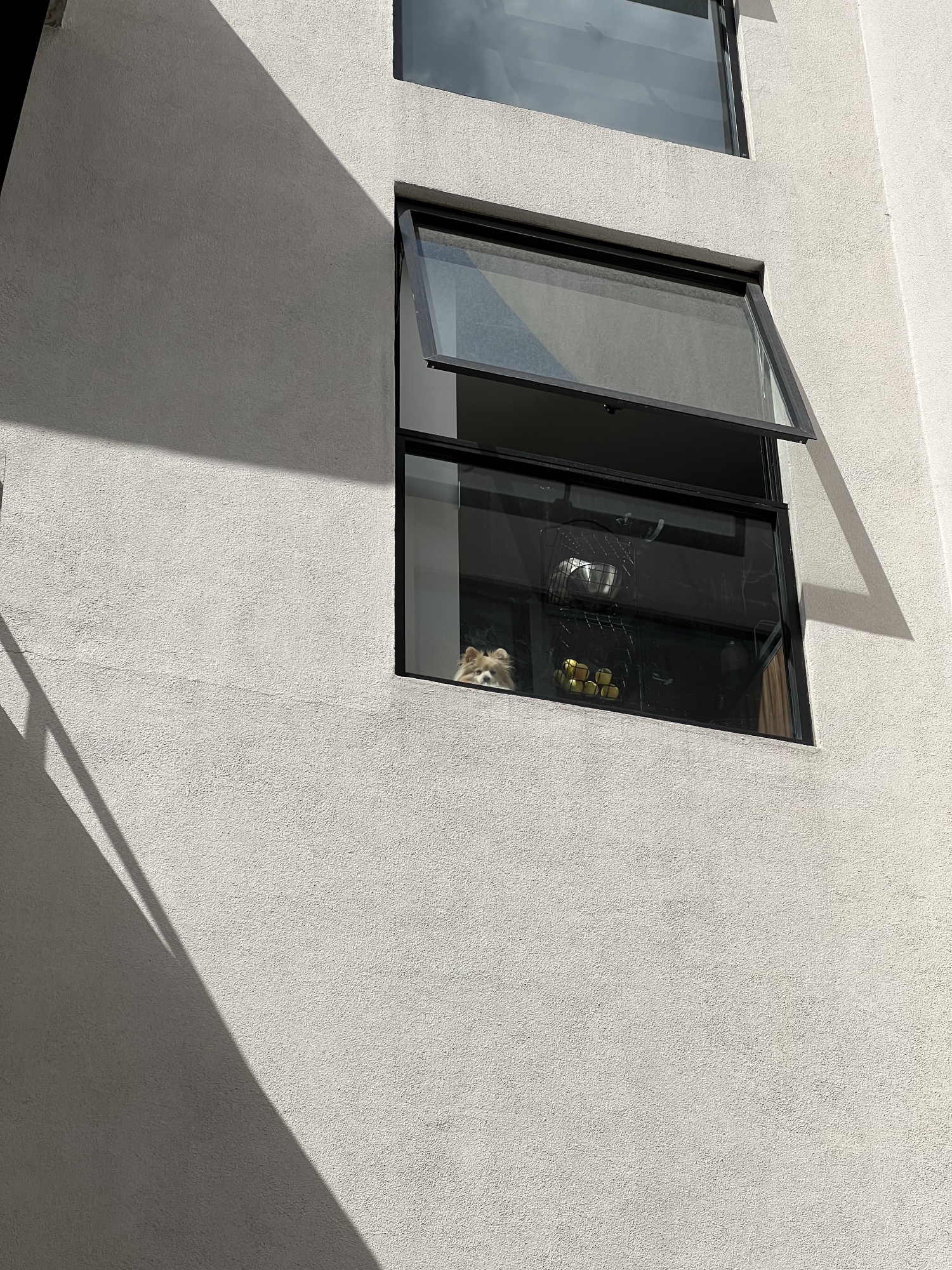 Our neighbor's dog loves peeping at us when we pass by.