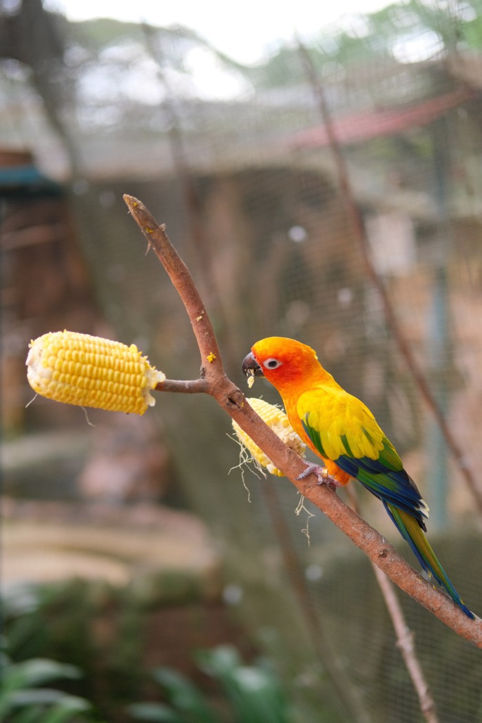 KL Bird Park