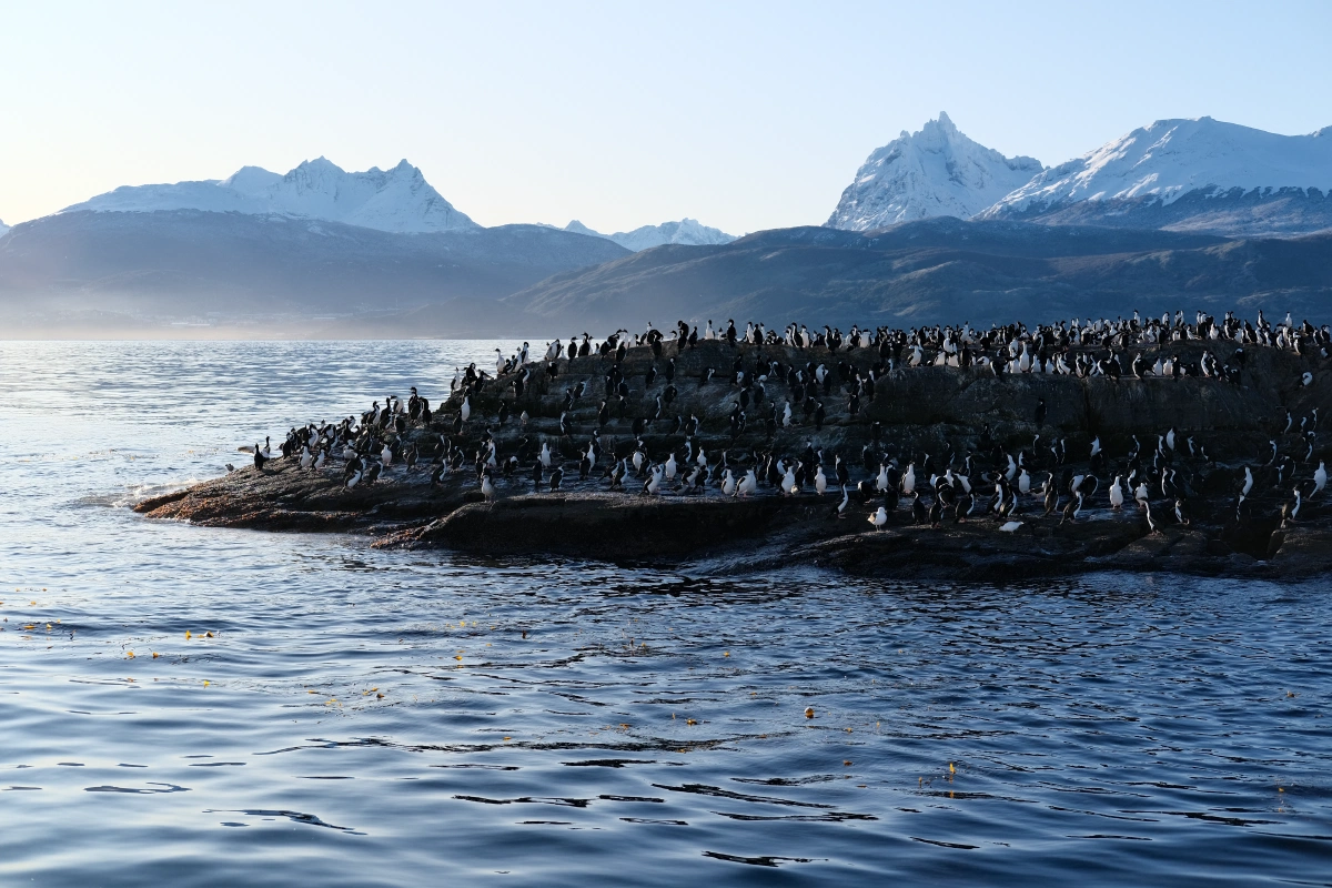 This is called the Isla Alicia, the first stop we have on this tour to watch penguins and sea lions