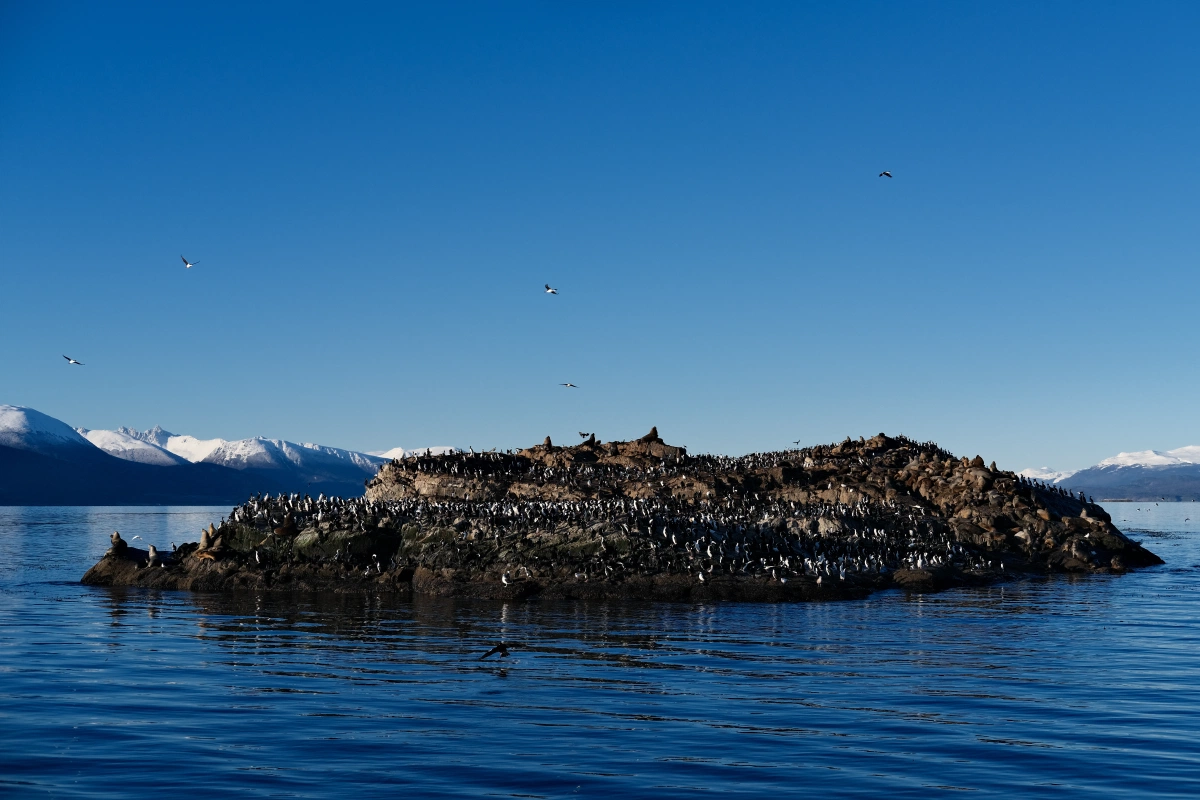 Wild seagulls flying around