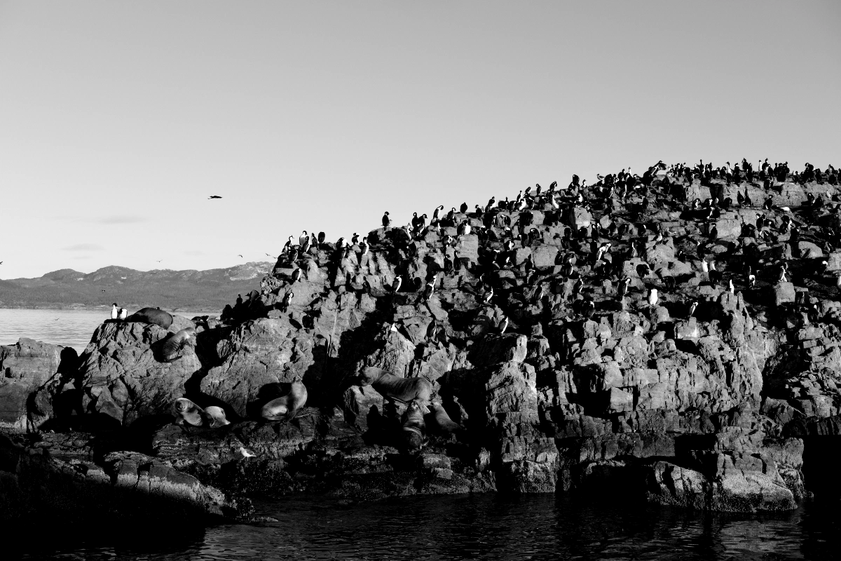 More penguins sunbathing (or staying safe from the whales?