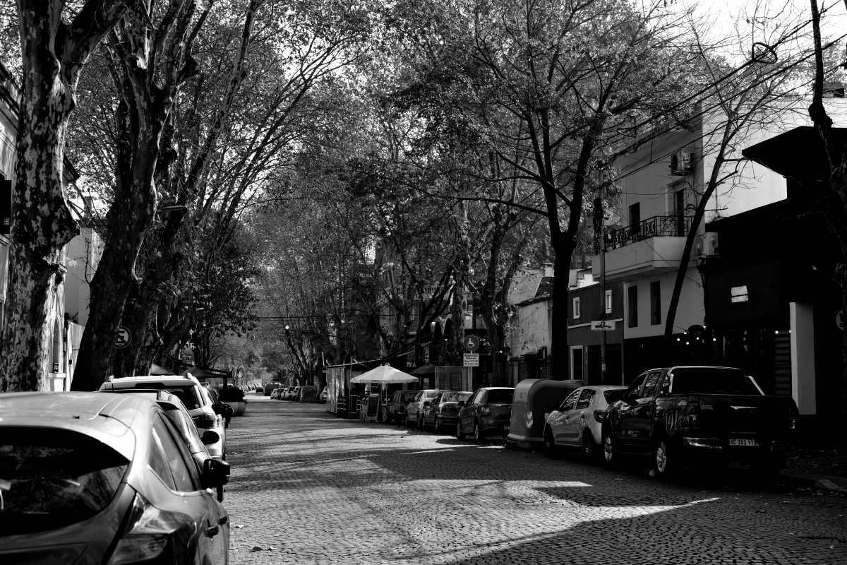 Tall trees line the streets... don't be fooled though, it's a dirty city... graffiti and dogpoop wise