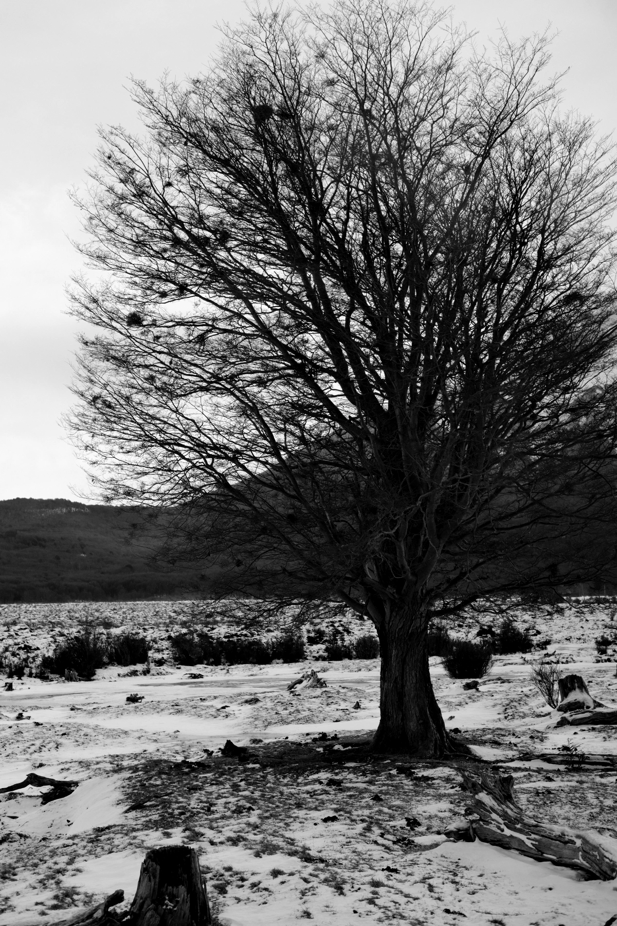 A dramatic tree calls for a dramatic photo