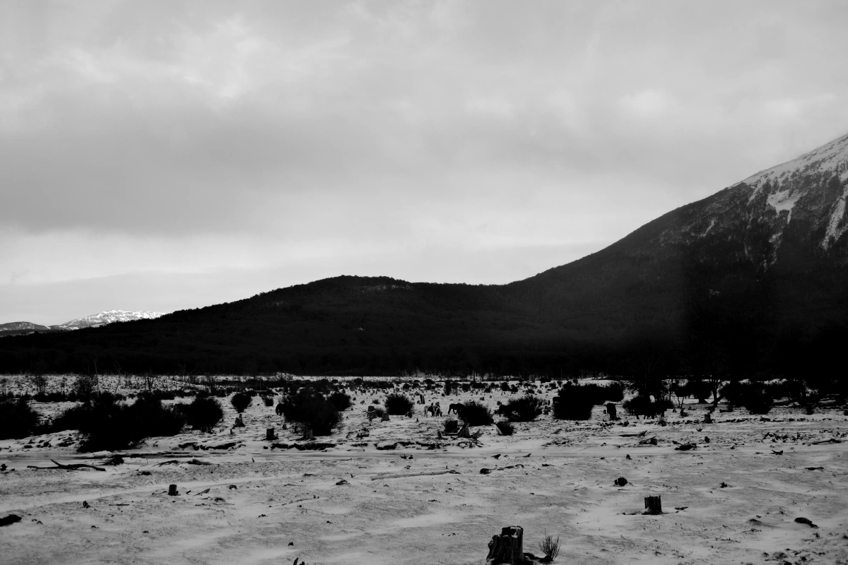 I was only using a 35mm lens, but if you zoom in, you can see wild horses grazing!