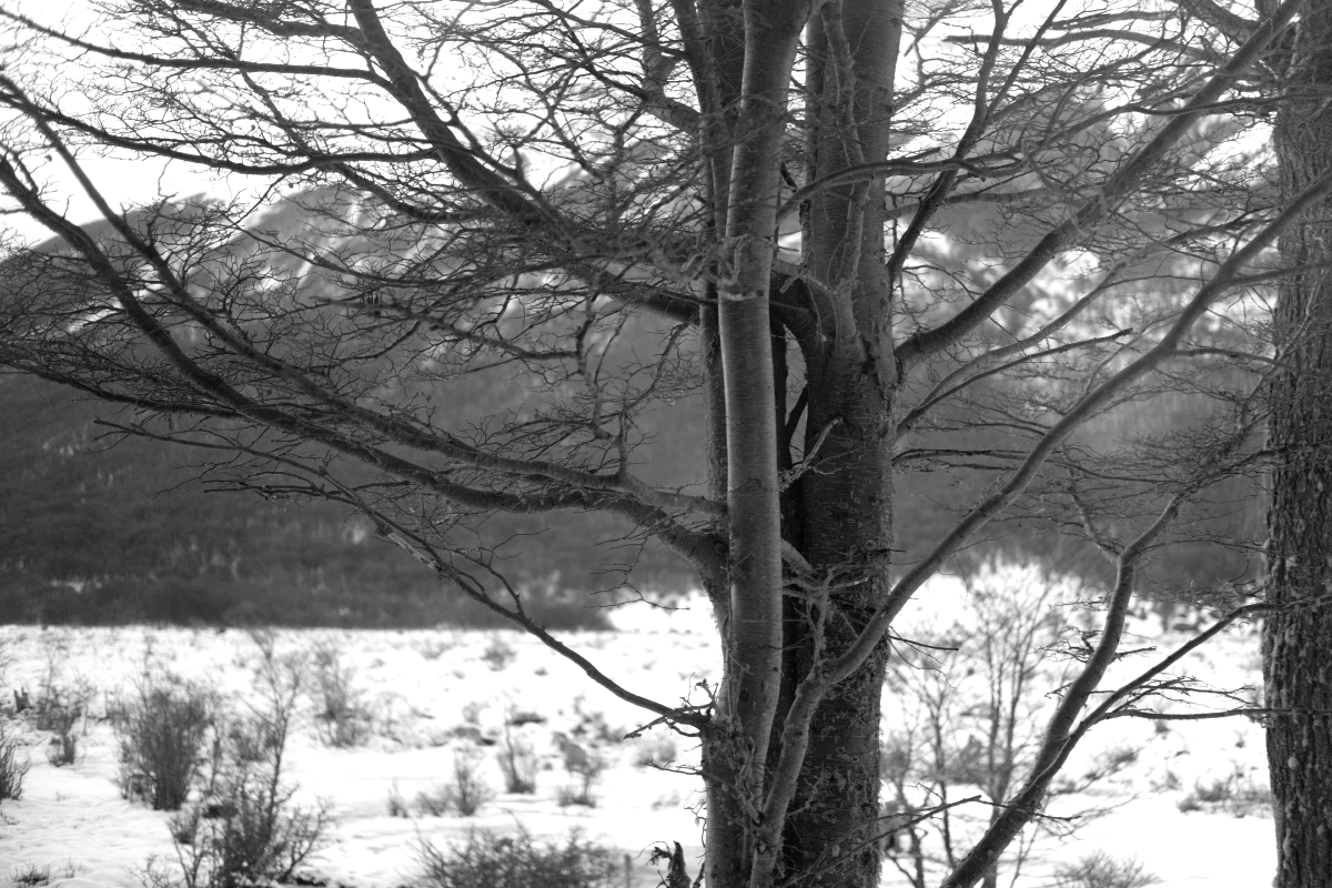 I'm sure we would be in a lush forest if it wasn't winter