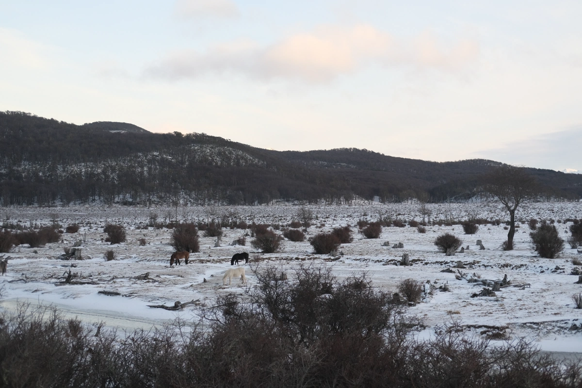 The wild horses!!! I have never seen wild horses in my life before...