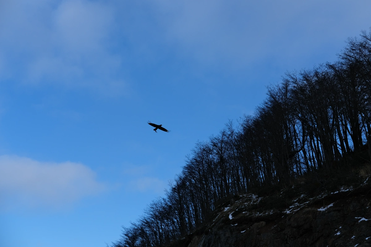 Is that a prey caught by the bird?!