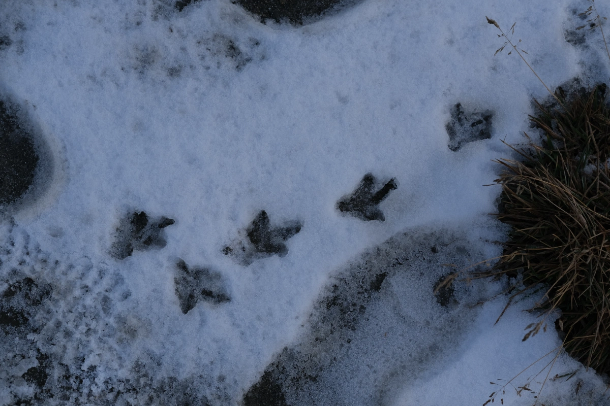 Look down and you will see little surprises from nature - I wonder what kind of bird this belongs to?