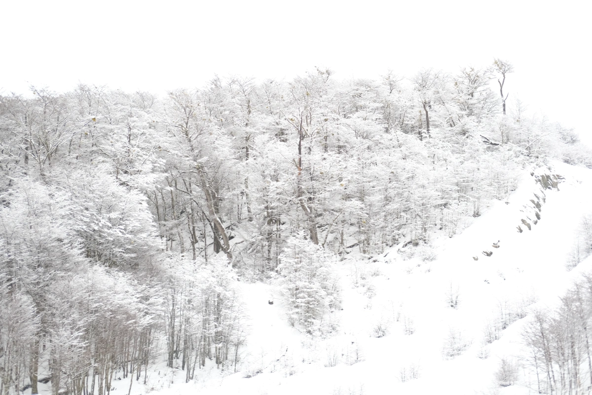 SNOW IS SO PRETTY, I DIDN'T KNOW IT ALSO GLITTERED