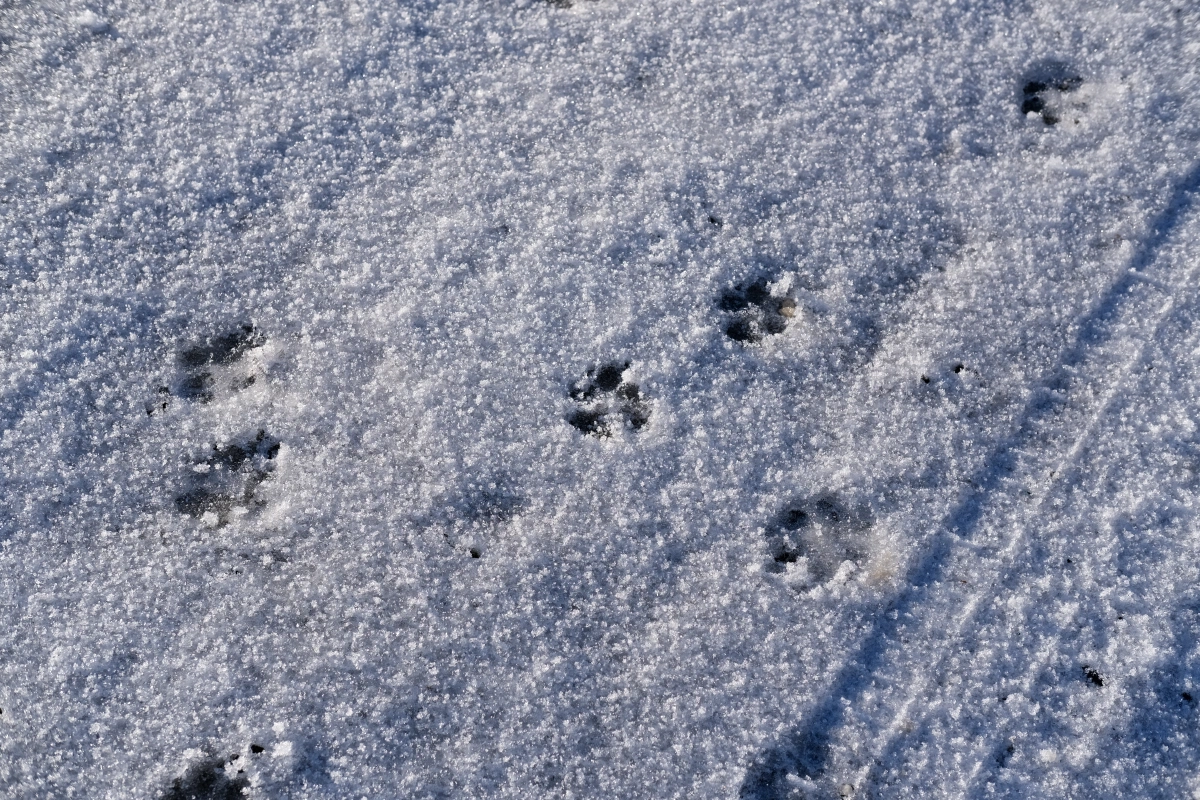 Surprise #2, is this a cat? a dog? Please tell me!