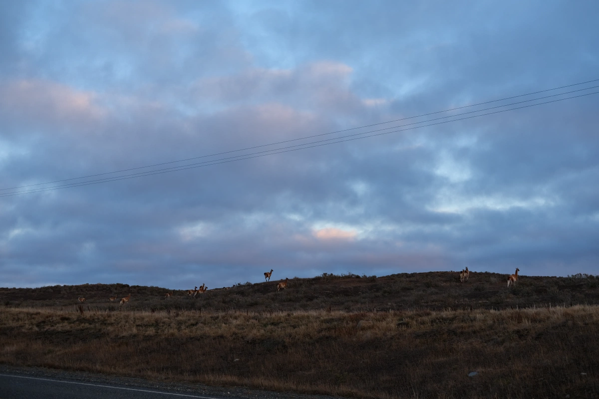 These Guanacos are really shy - it's difficult to take photos of them since they jump through fences and run away