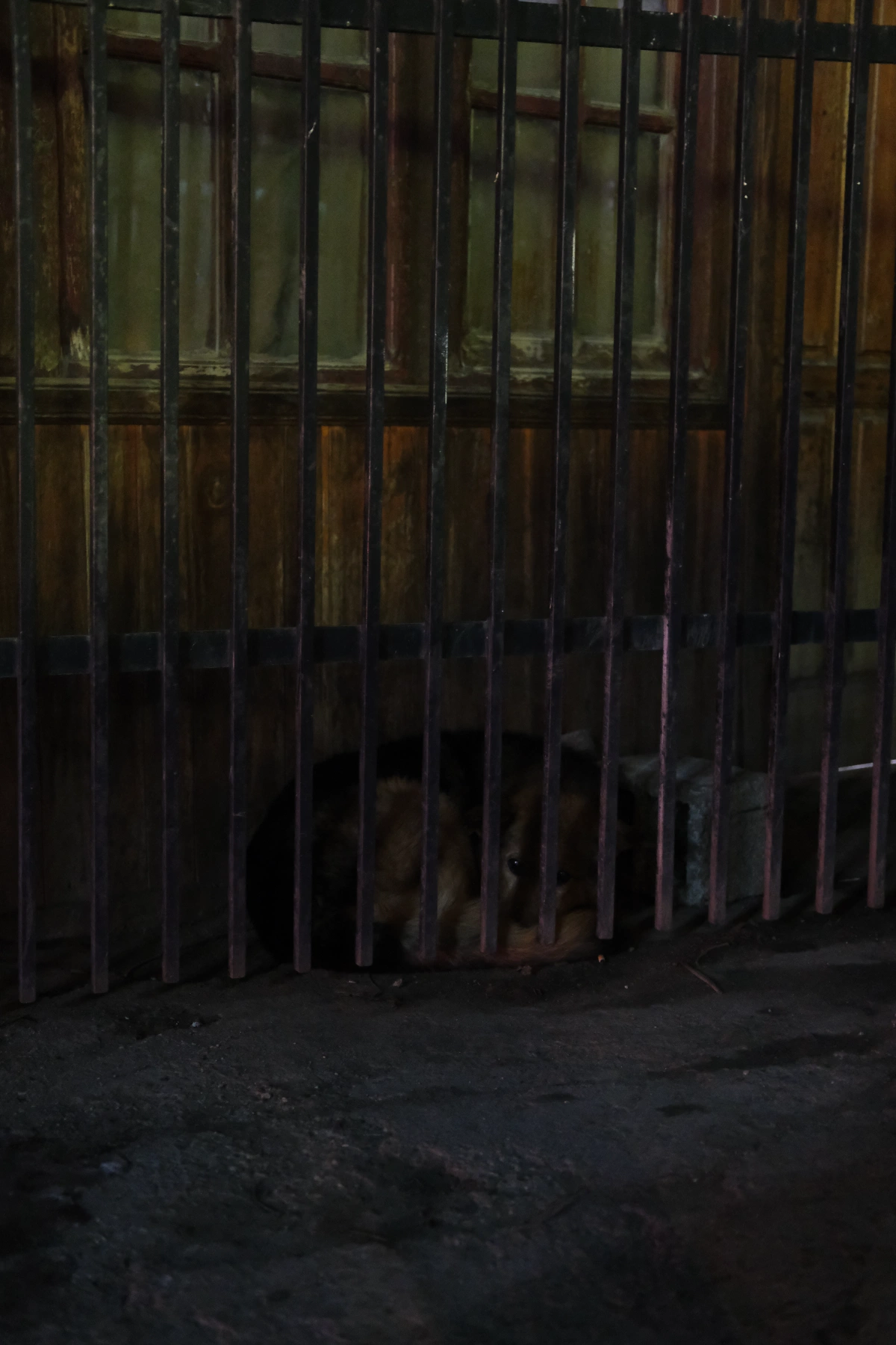 Saw this pupper outside in the freezing temp! :(