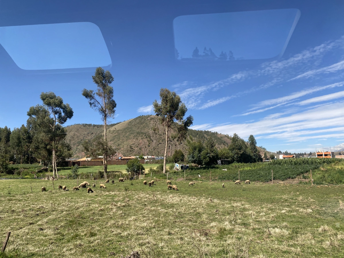 Hello sheep!