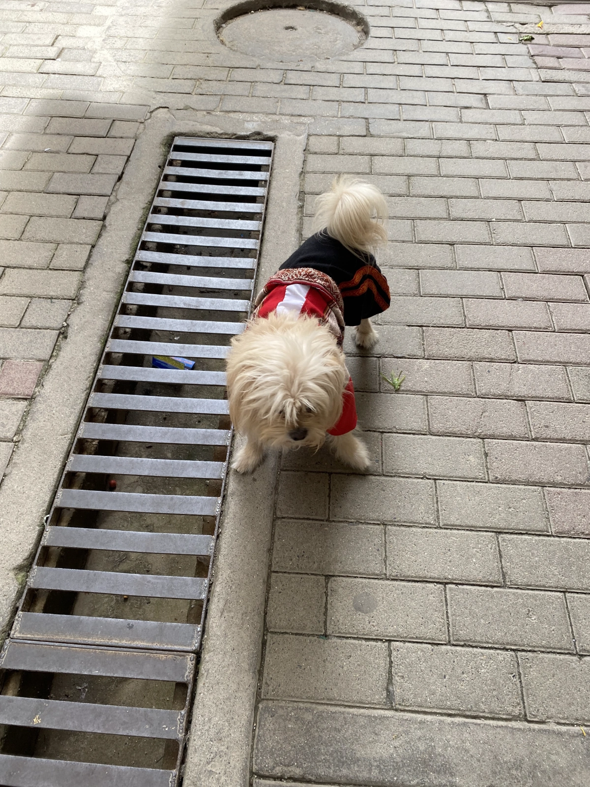In Aguas Calientes, another name for the town of Machu Picchu, we saw this doggo dressed in Peruvian colors