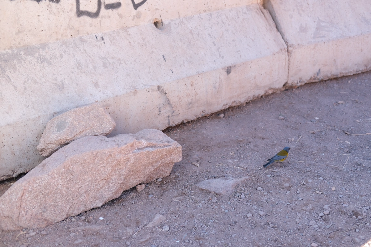 This bird stopped in front of me...