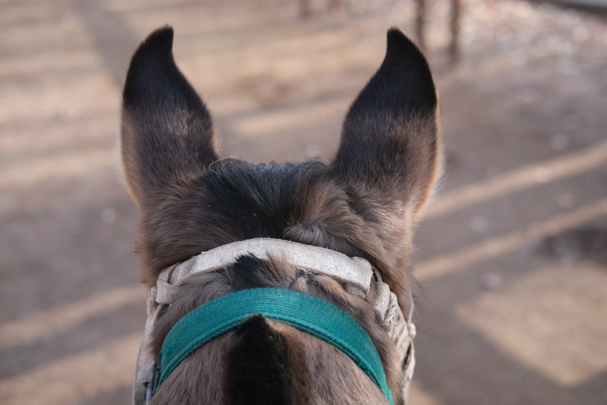 My horse's name is Eva, and she had soft hair and the cutest ears!