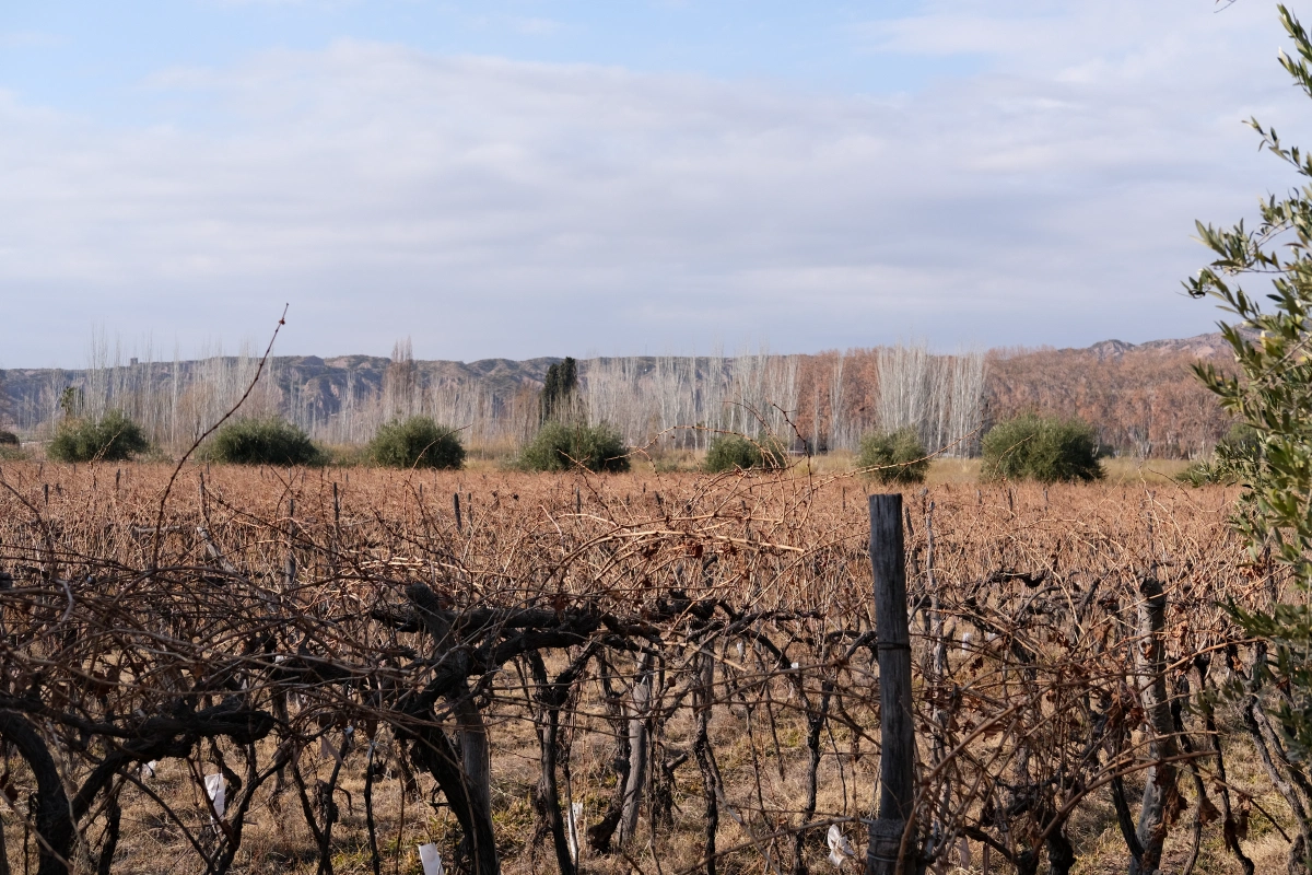 They have to prune the Malbecs so that it grows again come spring, and those green trees are Olive trees!