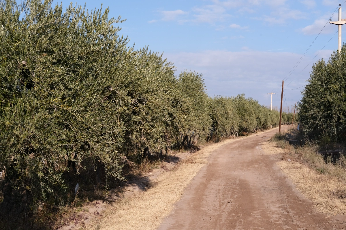 Olive trees line the vineyards, and they harvest the olives as is or for oils