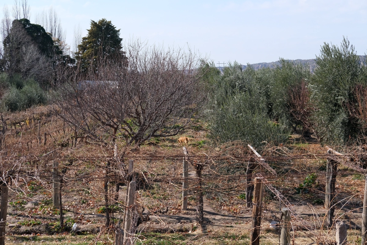 Do you see the golden making his rounds in the vineyard?