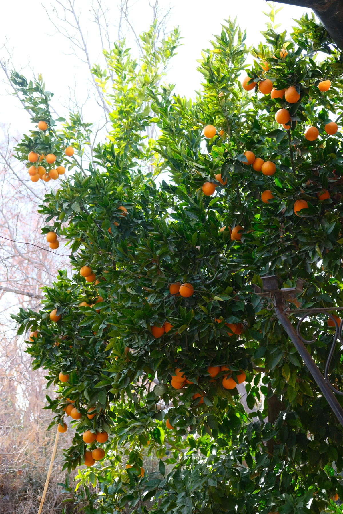 He had an orange tree in front of the building