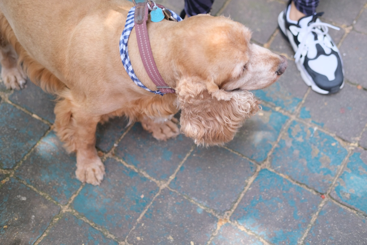 This dog reminded me of my sister's fiance's dog!