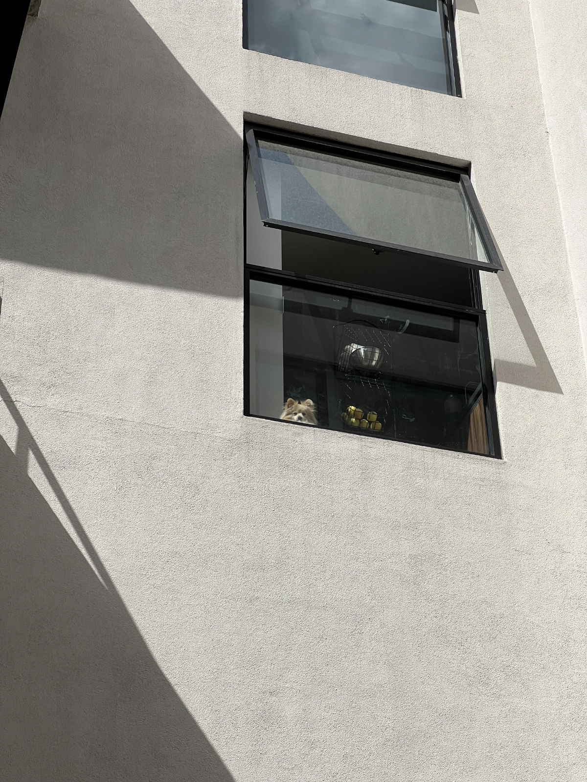 Our neighbor's dog loves peeping at us when we pass by.
