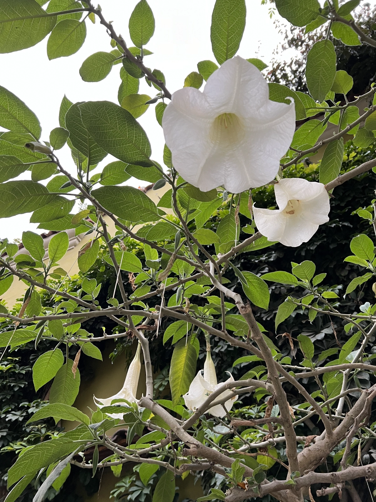 Is this the Devil's Breath?