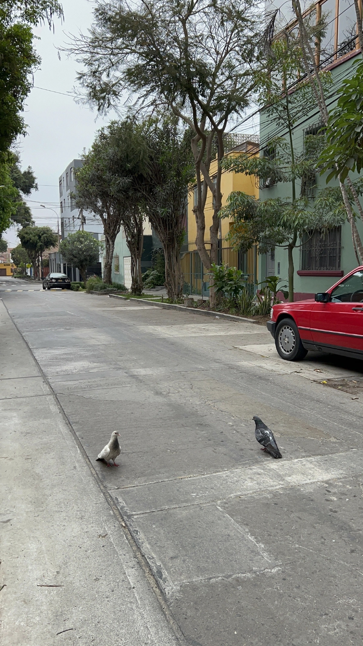 Hello birds