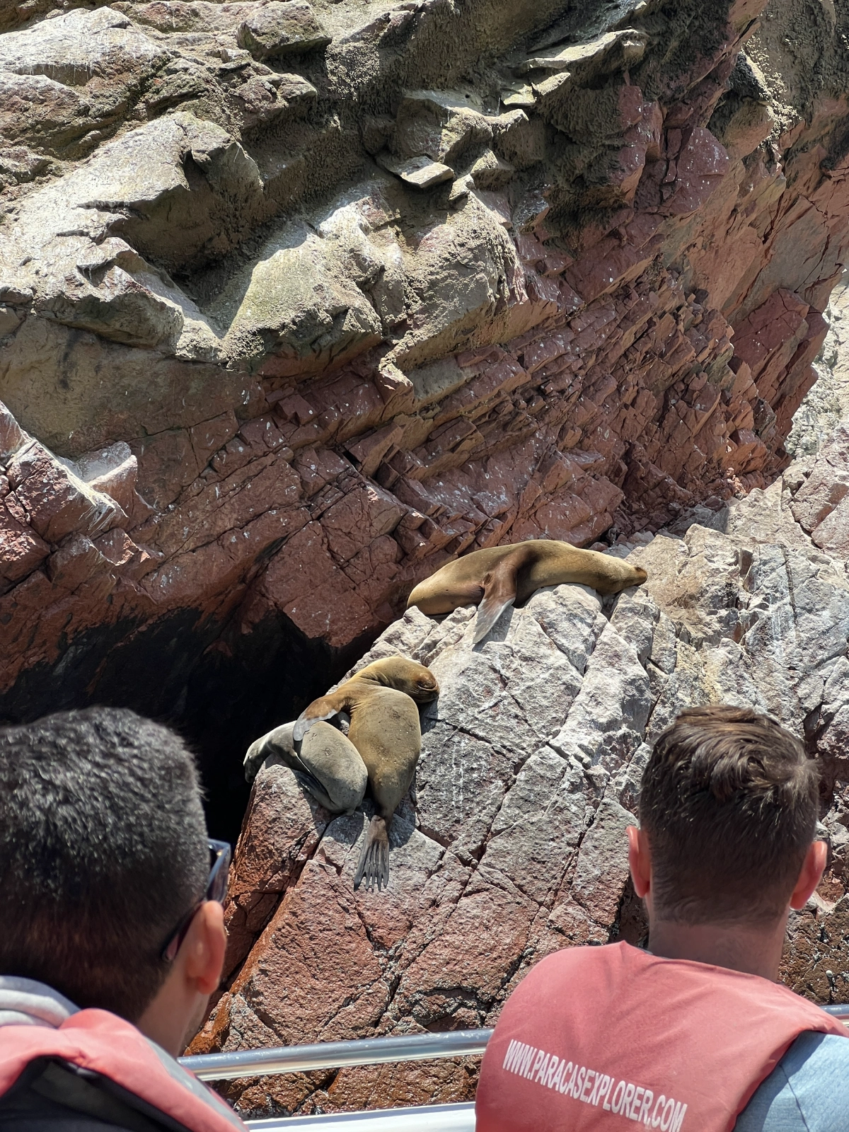 The boat went around several islands to check out animals in the wild! Some napping sea lions. 