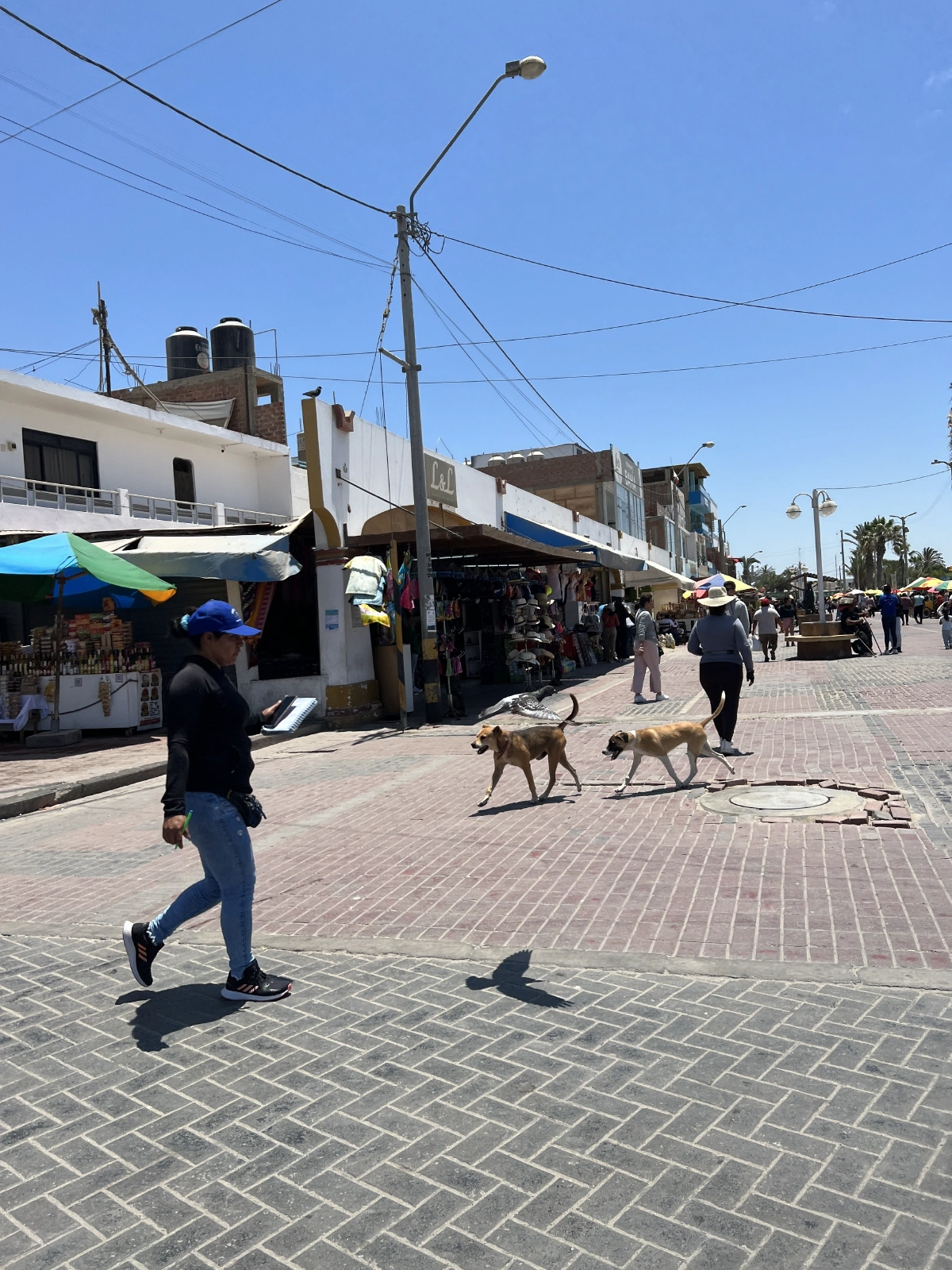 Paracas daily
