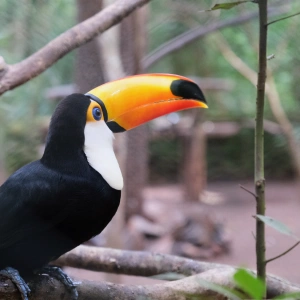 Iguazu Falls and Toucans