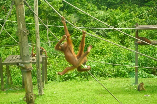 Exploring Borneo: Sepilok Rainforest, Orangutans and Sun Bears