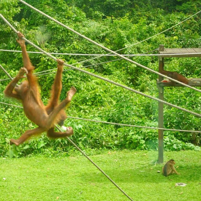 Exploring Borneo: Sepilok Rainforest, Orangutans and Sun Bears