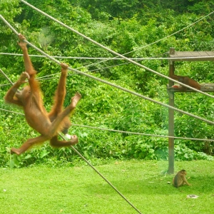Exploring Borneo: Sepilok Rainforest, Orangutans and Sun Bears